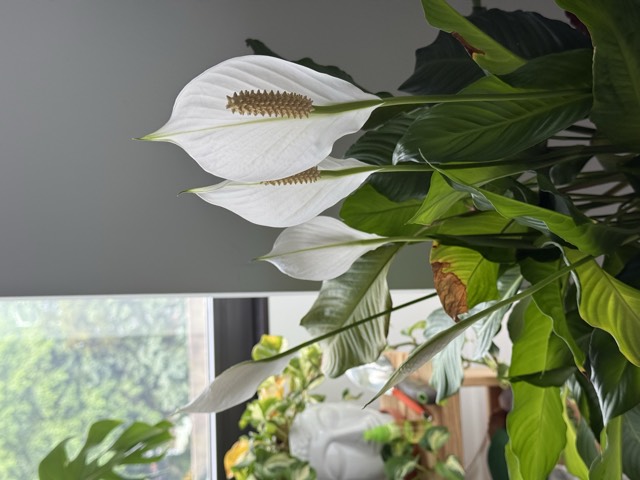 The peace lily bloomed