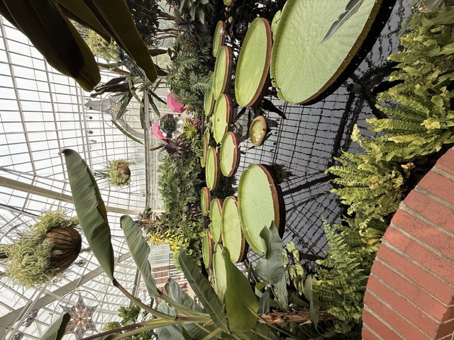 Lily pads the size of tables
