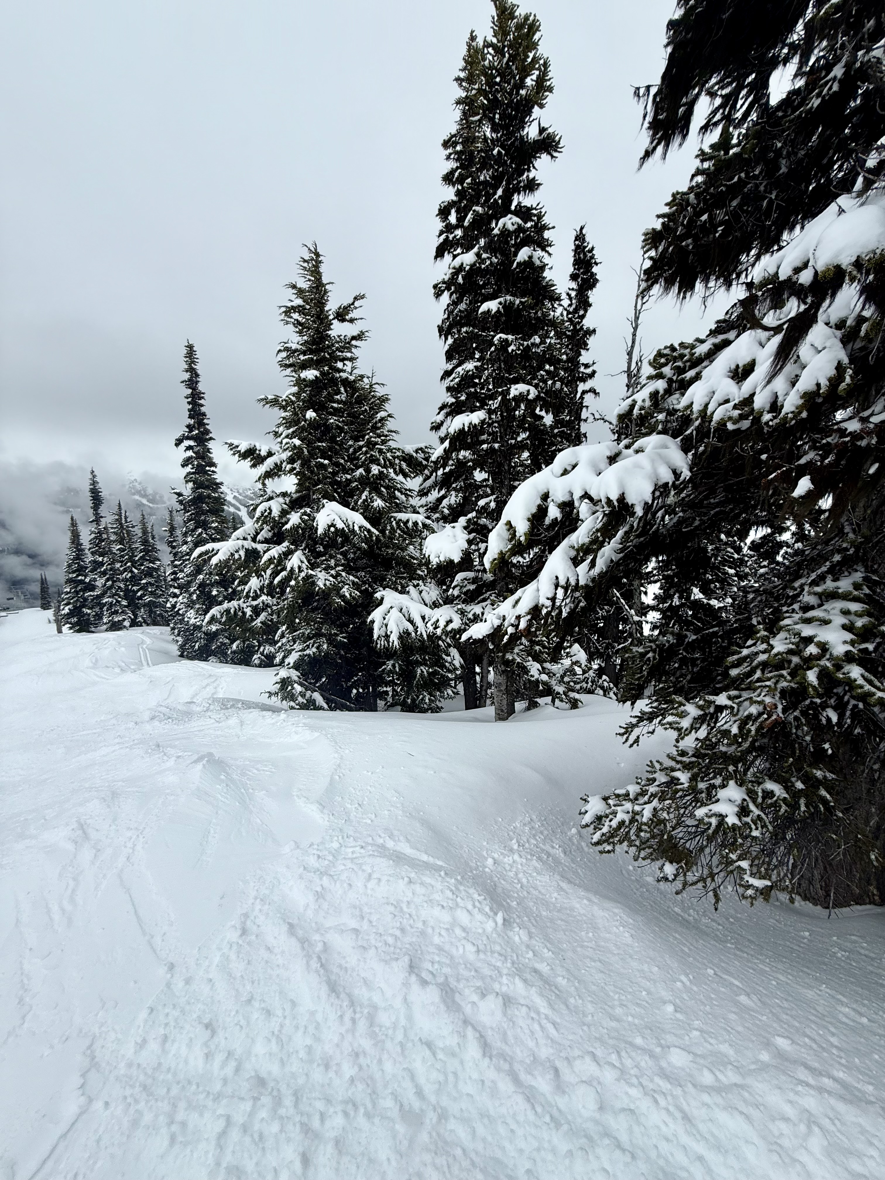 Snowy mountain trees